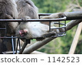 monkey, monkeys, land mammals 1142523