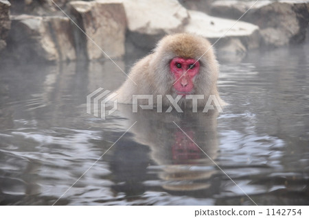Japanese monkey open-air bath Japanese monkey open-air bath 1142754