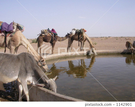 印度齋沙默爾 1142901