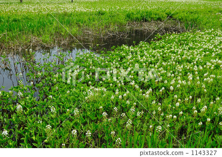 Mitsugashiwa開花沼澤 Mitsugashiwa開花沼澤 1143327