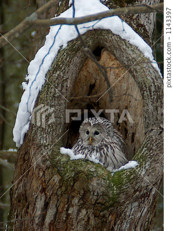 Ezo owl claw cute chicks in the mountains of Nopporo Forest Park Ezo owl claw cute chicks in the mountains of Nopporo Forest Park 1143397