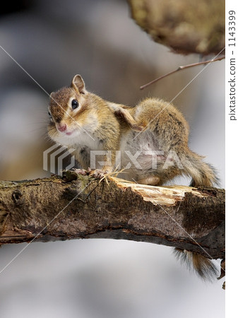 Shimarisu awoke from hibernation Shimarisu awoke from hibernation 1143399