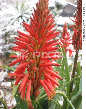 蘆薈花 蘆薈 多肉植物 1143912