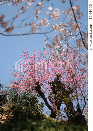 Flower peach 1144696