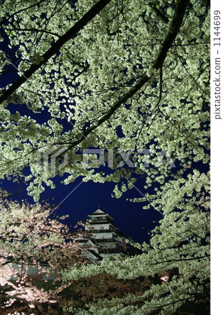 Cherry blossoms at Tsuruga castle Cherry blossoms at Tsuruga castle 1144699