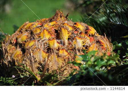 cycad, sago cycad, foliage plant 1144814