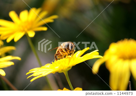 膳食牛肉飯 膳食牛肉飯 1144973