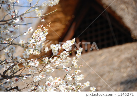 梅花和屋頂有一個小劇院 1145271