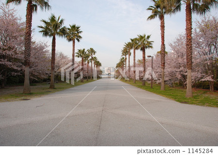 Sea breeze park and cherry blossoms 1145284