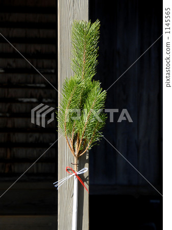 A pine tree 1145565