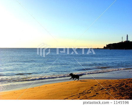 Seas and dogs and lighthouse 1145596