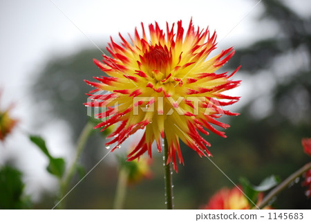 Dahlia Jessica 1145683