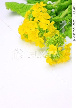 強姦開花 1145843