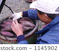  Sweet potato 1145902