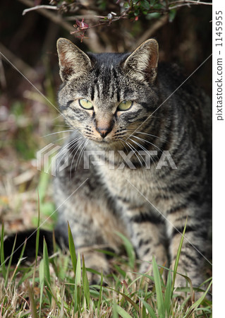 一隻火雞 1145955