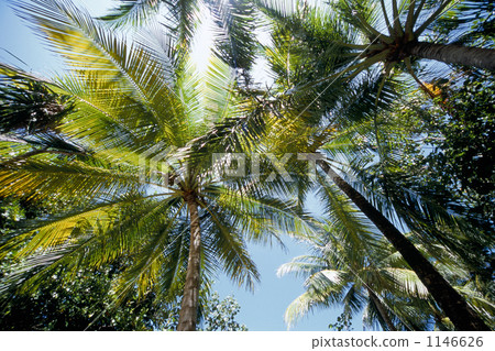 palm tree, maldives, southern island 1146626