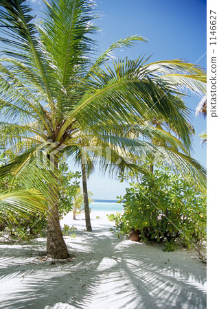 coconut palm tree, palm tree, palm-tree 1146627