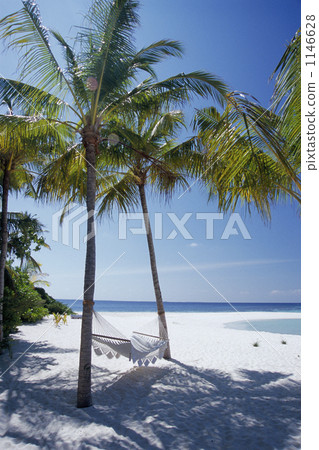 maldives, hammock, coconut palm tree 1146628