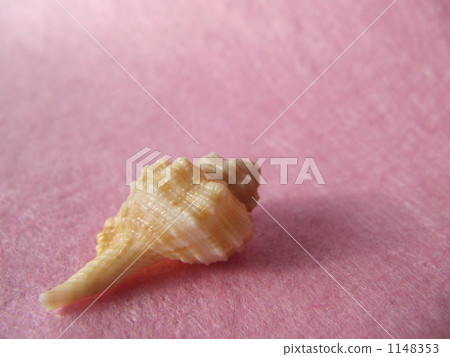 貝殼 1148353