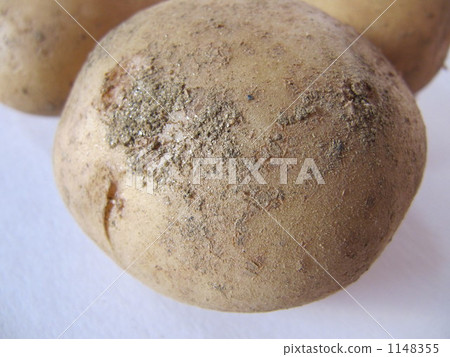 土豆土豆 1148355