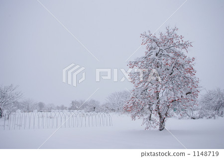Winter persimmon 1148719