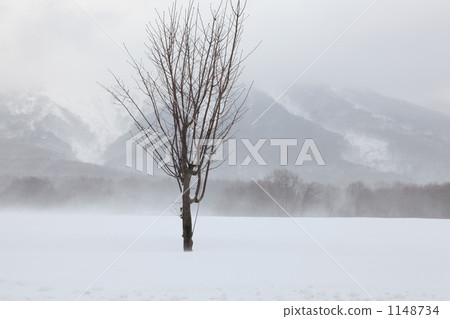 一個多雪的領域的死的樹 一個多雪的領域的死的樹 1148734