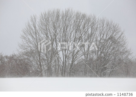 一個多雪的領域的死的樹 一個多雪的領域的死的樹 1148736