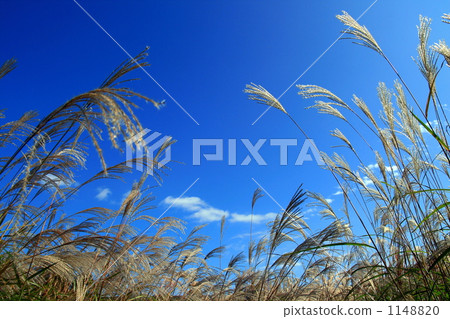 晴朗的秋季天氣 日本蒲葦 藍天 1148820