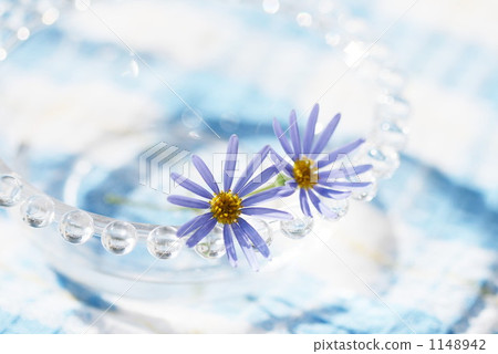 藍色雛菊 1148942