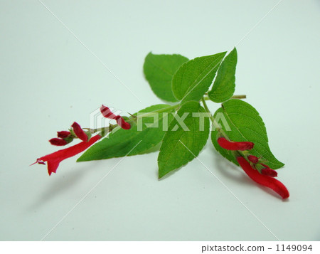 Pineapple sage Pineapple sage 1149094