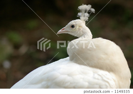 照相機的眼睛的Shirogijaku。孔雀王子？ 1149335