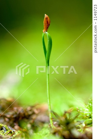 雪松芽 雪松芽 1149723