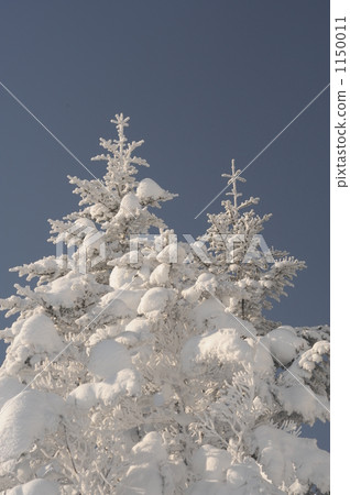 雪秸稈silaviso 雪秸稈silaviso 1150011