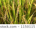 稻田 1150115