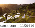 Rice terrace of Gamo at dawn 1150419