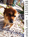 dog, dogs, clear sky 1150538