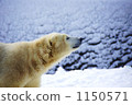 Polar bears 1150571
