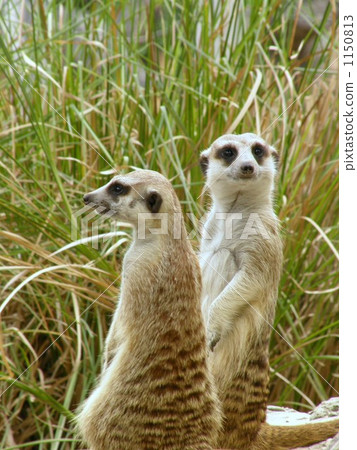 Mi - Akat meerkat 1150813