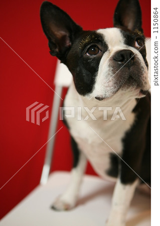 That's so cute? That's so cute? 1150864