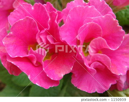 朱利安 植物 植物學 1150939