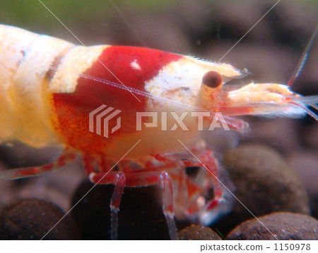 prawn, shrimp, red white 1150978