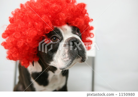 Afro dog 1150980