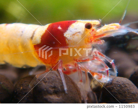 red white, prawn, shrimp 1150983