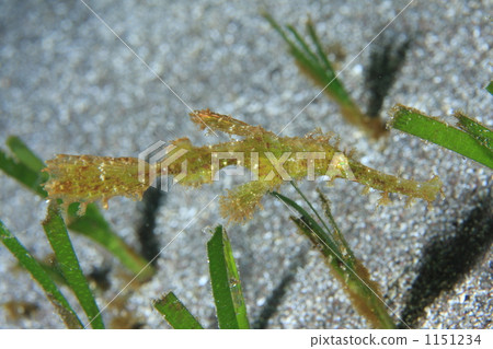 Solenostomidae, sea horse, seahorse 1151234