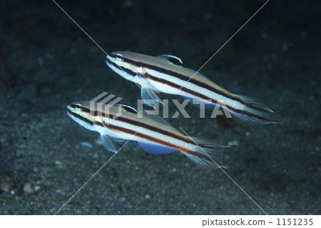 saltwater fish, goby, wax tree 1151235