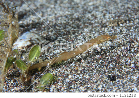 tatsunoitoko, saltwater fish, seaweed 1151238