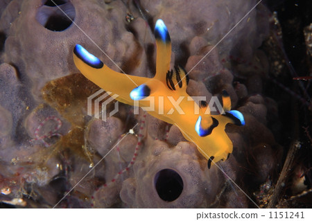 thecacera pacifica, Nudibranch, sea slug 1151241