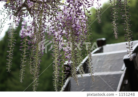 Wisteria and water mill Wisteria and water mill 1151248