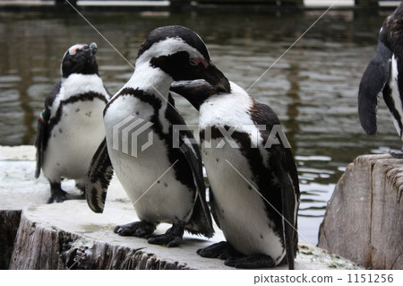 Penguin parent and child? Penguin parent and child? 1151256