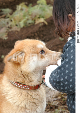 mutt, mixed breed dog, side profile 1151802